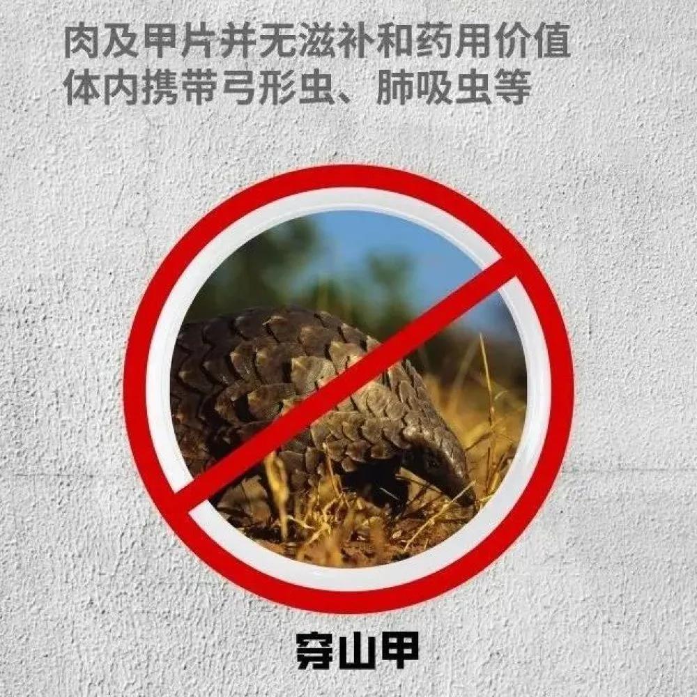 哪些动物属于野味,别再吃野生动物管住自己嘴