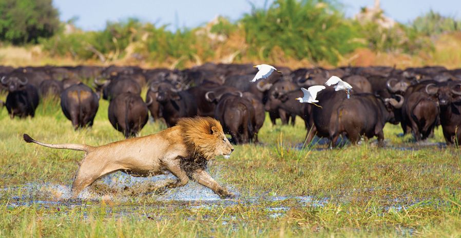 快看，这些荒野之猫