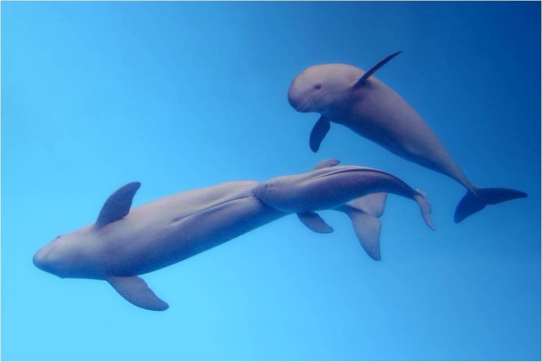 长江寻江豚,长江江豚的微笑