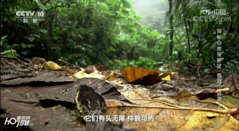 鼎湖山探秘,央视地理中国探秘鱼木洞