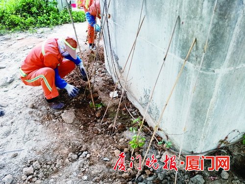 翔安近日补植5000株爬山虎苗为桥墩“降温”还美化环境