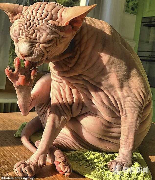 猫咪全身纯白色,猫咪全身无毛的视频