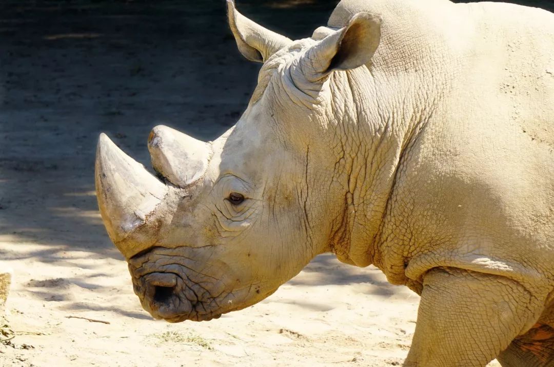 长颈鹿的角是犄角吗,长颈鹿的角