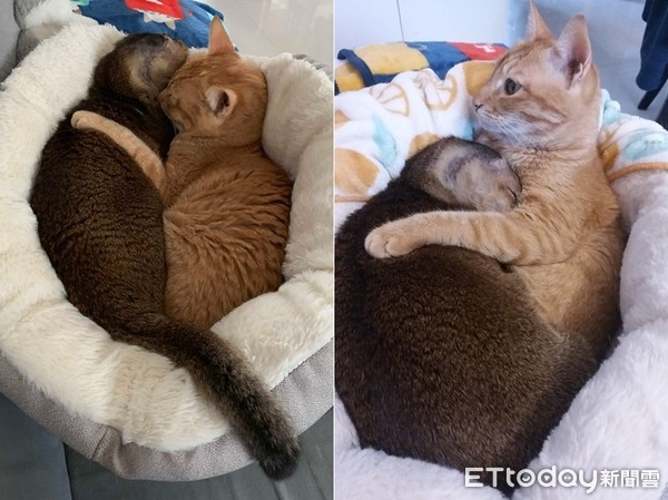 耳朵长瘤动手术,耳朵长瘤切除