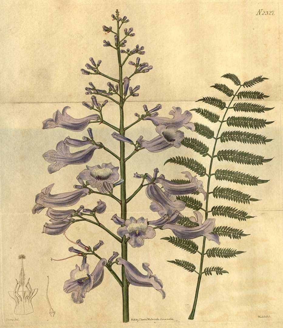 一年一度的植树,现在正在植树的视频