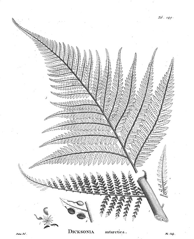 一起来植树的视频,今天适合植树吗