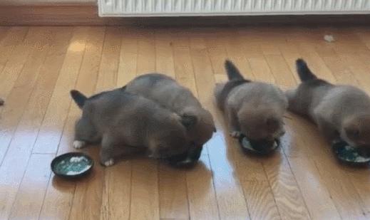 警惕狗狗装病,狗狗产后抑郁有哪些症状