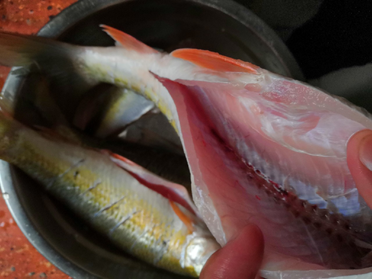 增江钓土鲮时间,增江土鲮爆护