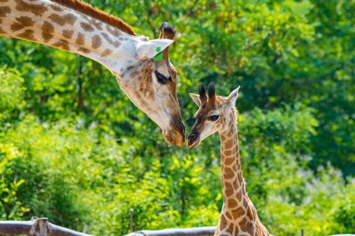 山东景区免费开放名单最新最全,山东景区门票免费政策最新