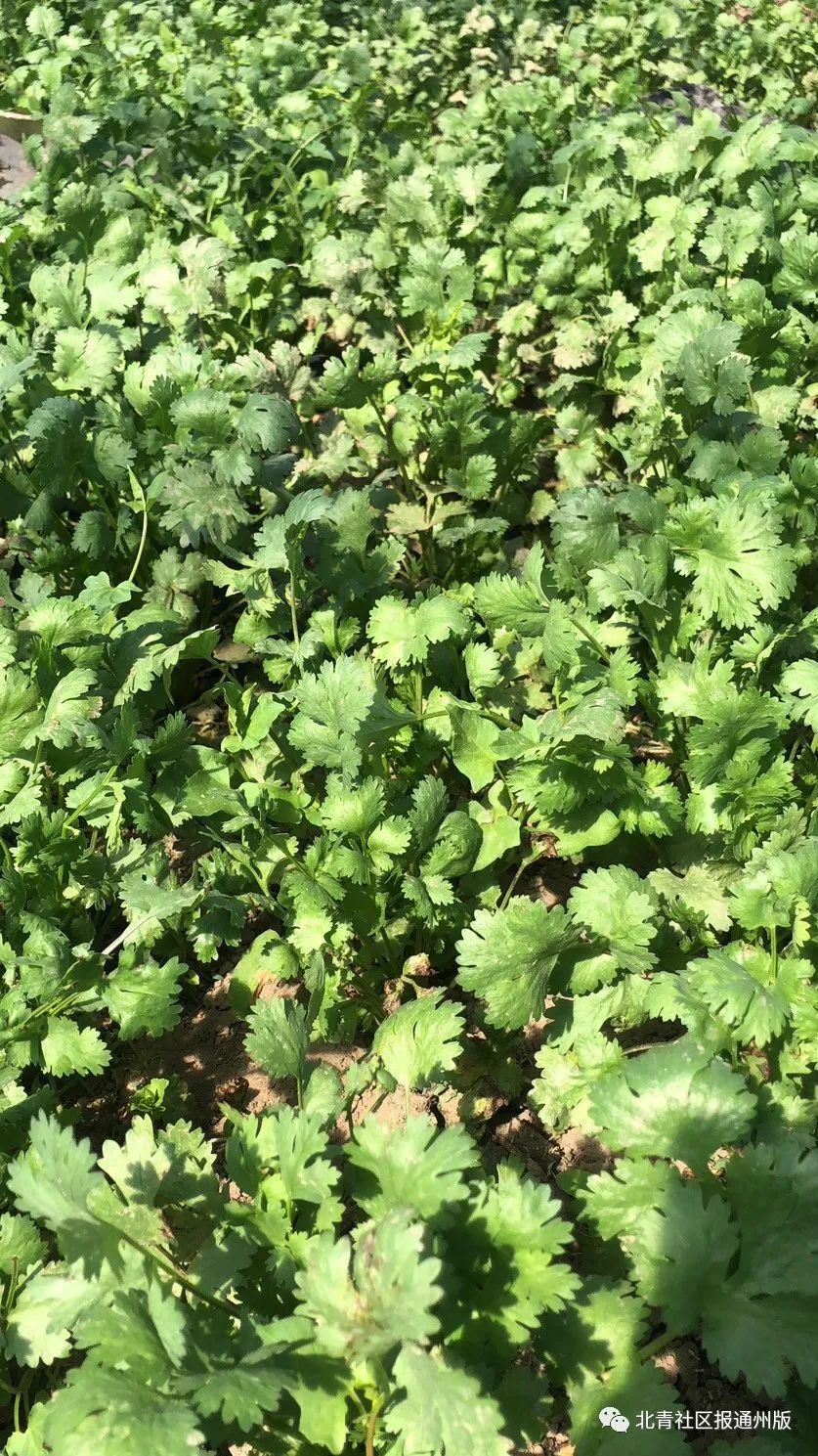 7万斤滞销白菜免费送市民,10万斤辣椒滞销菜农急盼客商