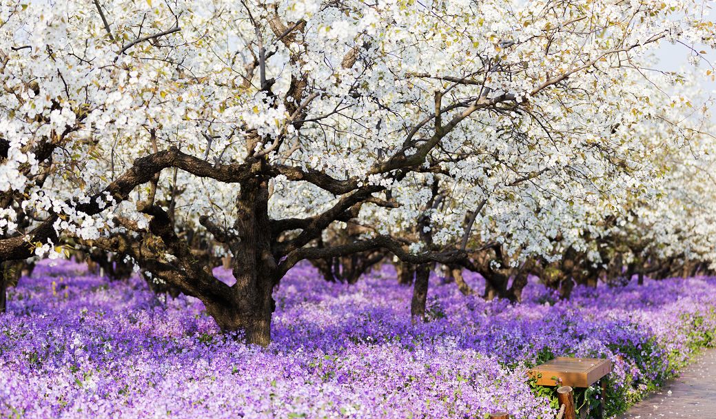 江苏假期旅行社,江苏旅行社什么时候恢复正常出行