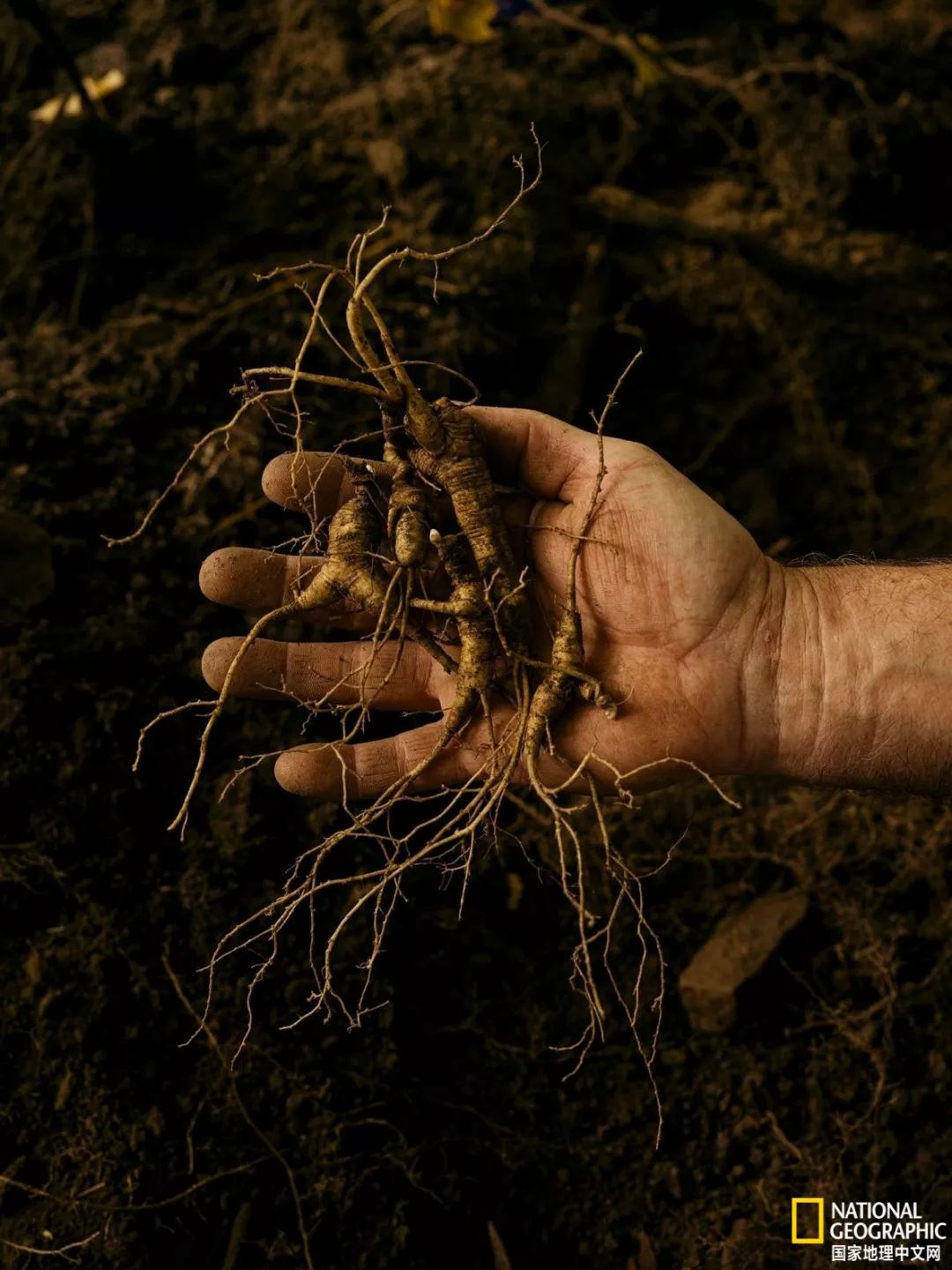 南北大战人参,人参对决