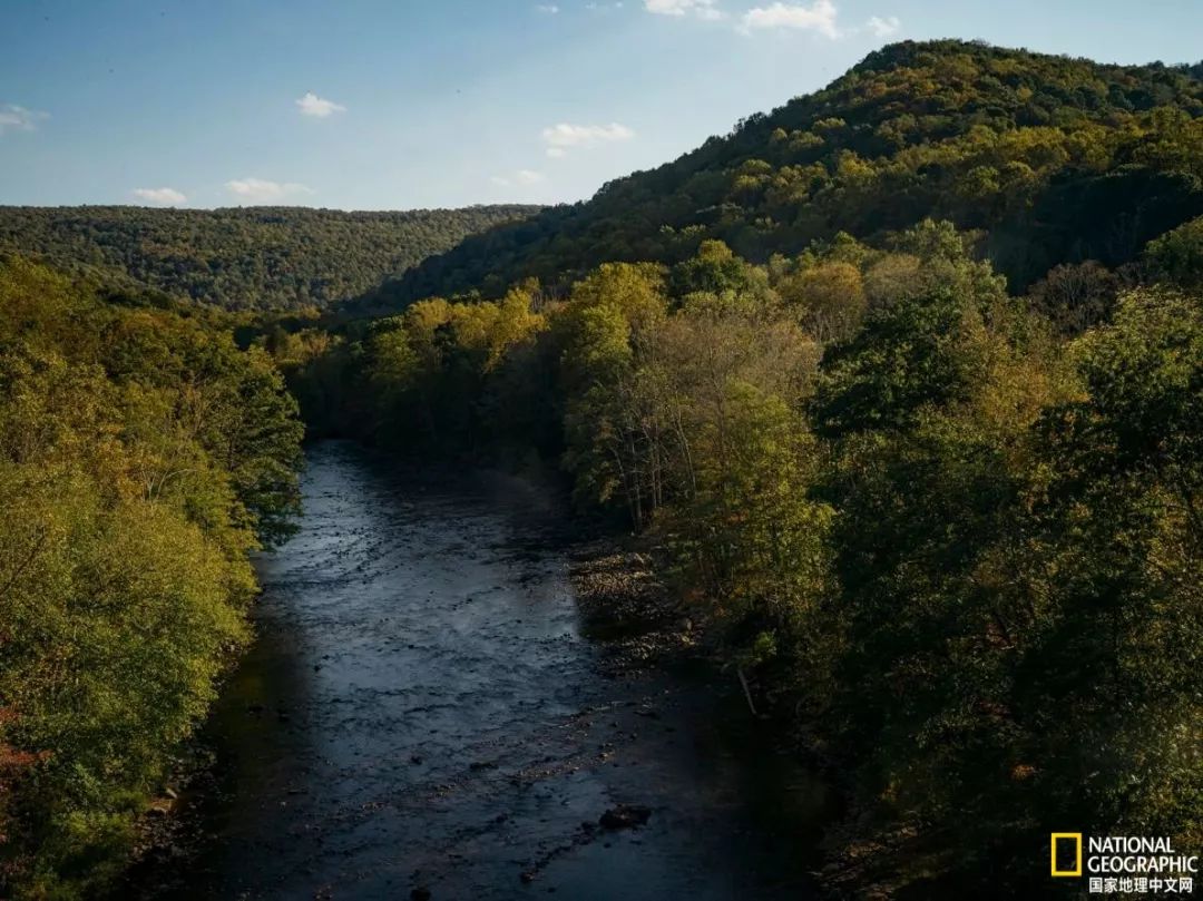 南北大战人参,人参对决