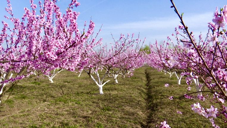 南京赏花地图请收好,江宁赏花好去处