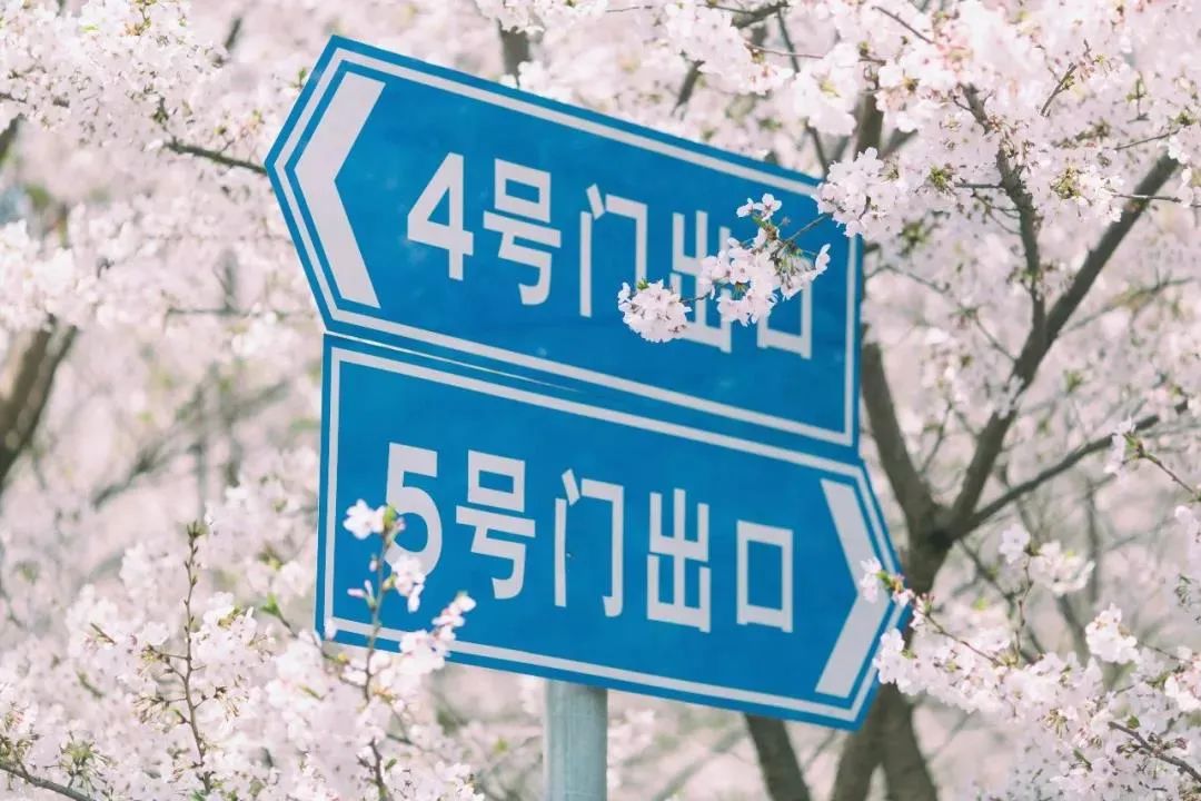 武汉终于解封！待到樱花再开时，相约这座英雄城市可好？