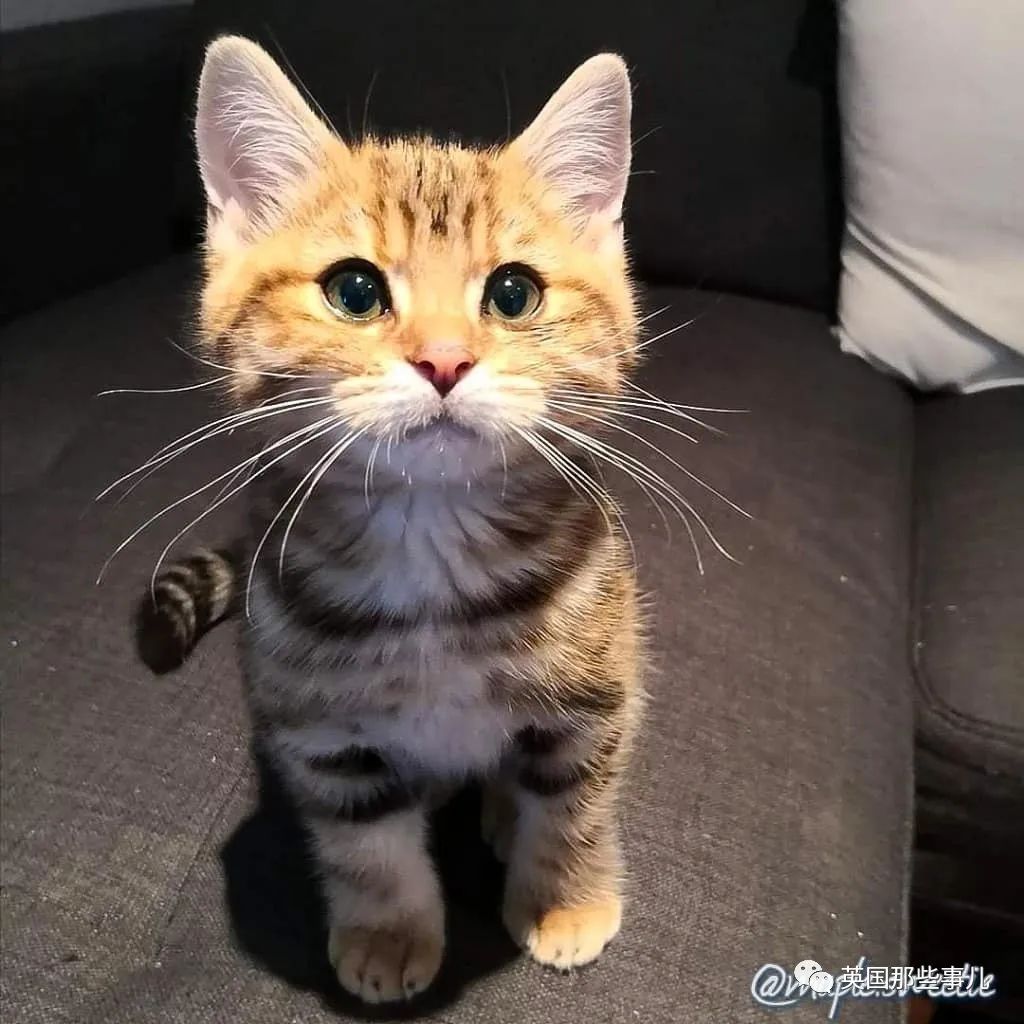 高颜值会笑的橘猫,又可爱又萌萌哒的小橘猫