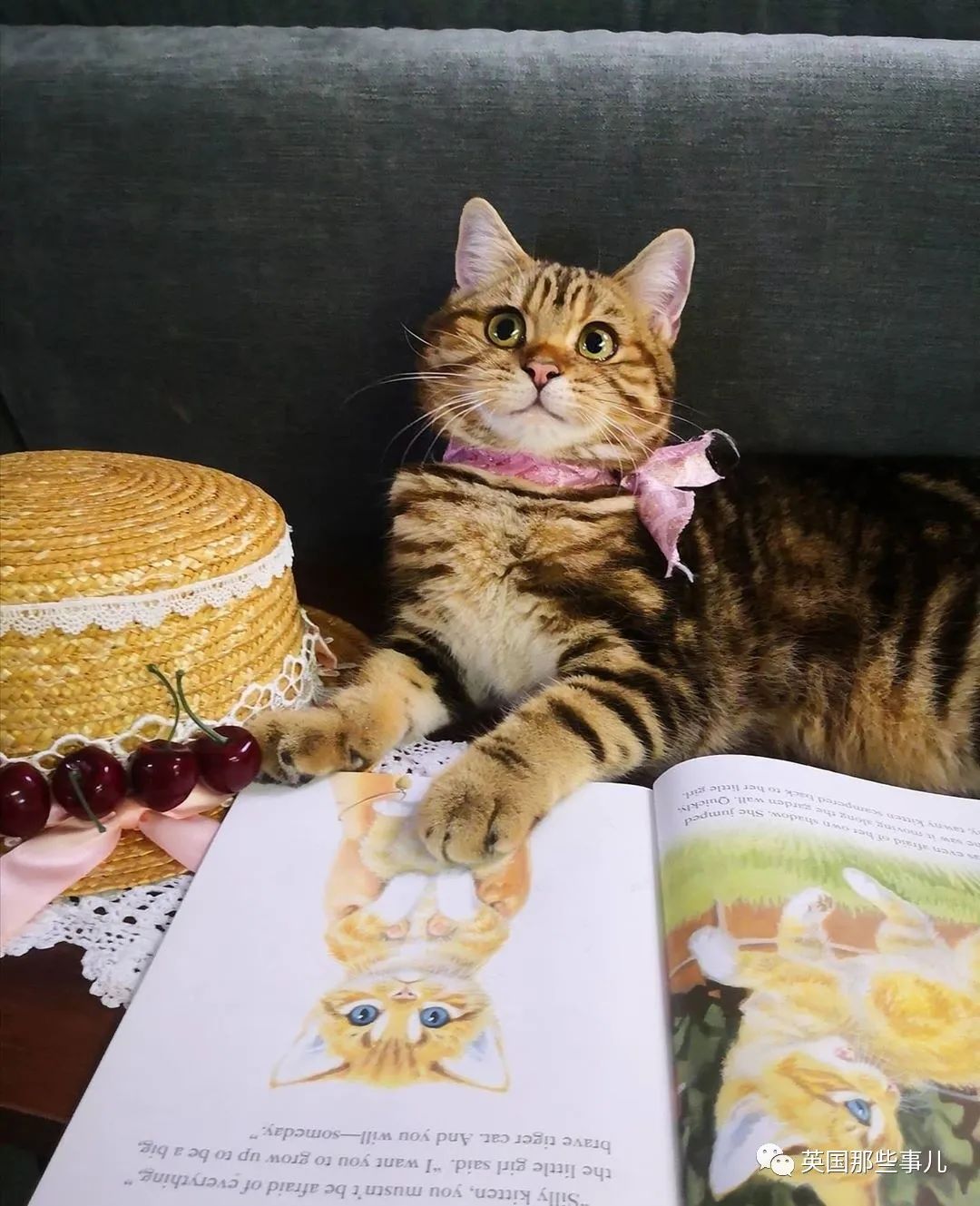 高颜值会笑的橘猫,又可爱又萌萌哒的小橘猫