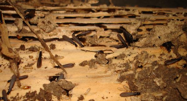 六安野外有什么虫子,六安有隐翅虫