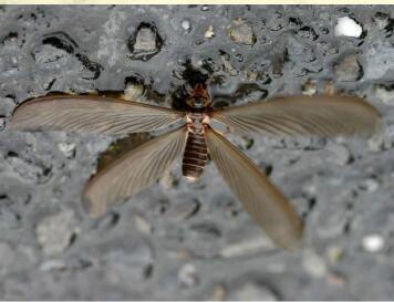 六安野外有什么虫子,六安有隐翅虫