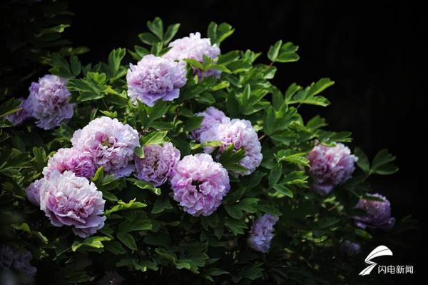 菏泽牡丹的前世今生,牡丹前世今生是谁