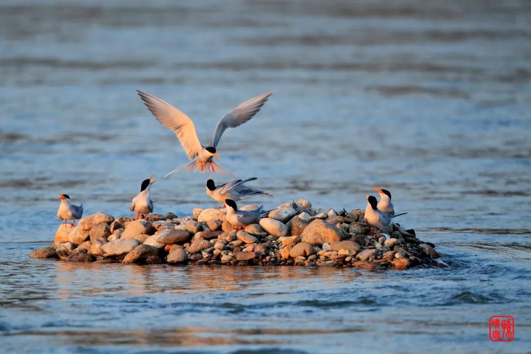 可再生的水电,永不复生的家园