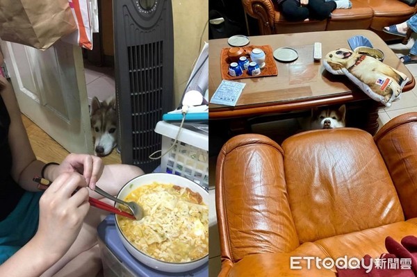 二哈打劫,二哈抢食后续