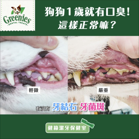 8岁狗狗牙周炎怎么办,狗狗好多牙结石怎么处理