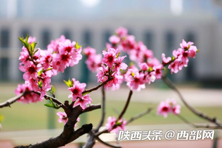 西安浐灞欧亚中学最新消息,春天里的陕西