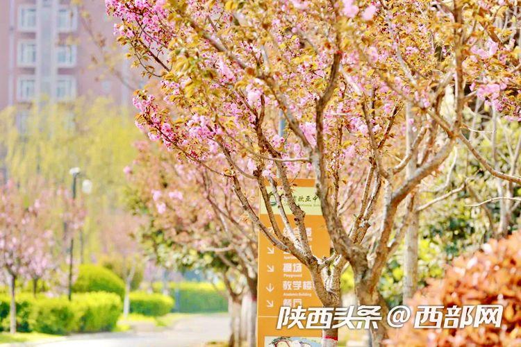 西安浐灞欧亚中学最新消息,春天里的陕西