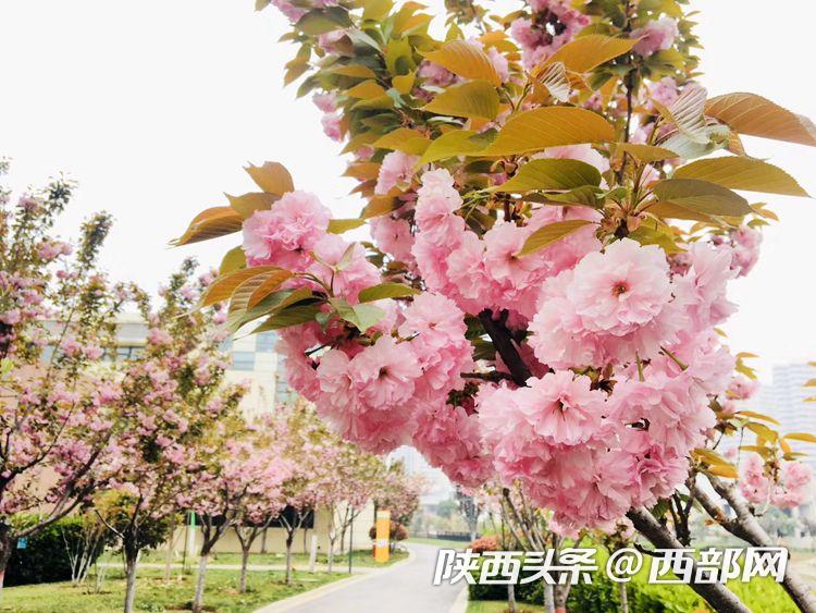 西安浐灞欧亚中学最新消息,春天里的陕西