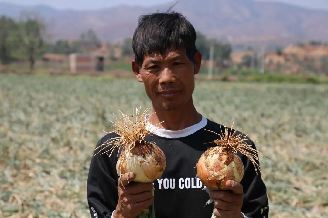 红皮洋葱低价走货,云南紫皮洋葱现挖现发5斤9斤包邮