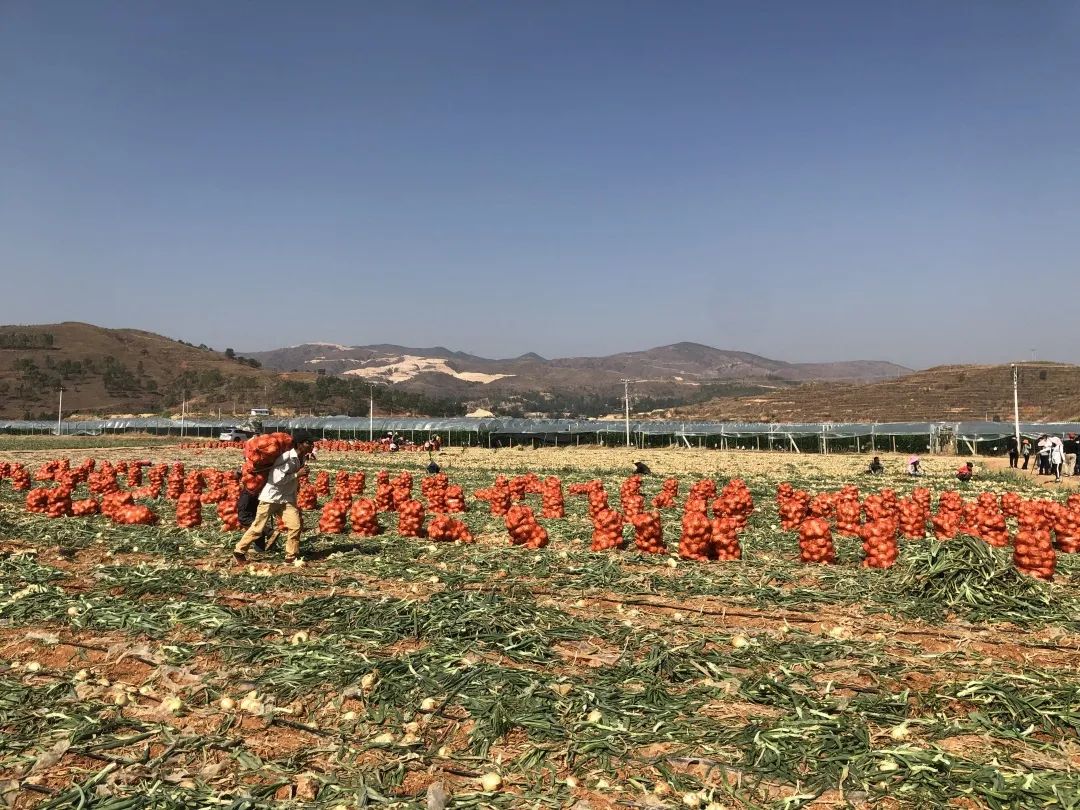 仅售9.9元/5斤！云南10万吨出口级洋葱困在地里，价格贱到农民流泪…央视已报道，恳请相助