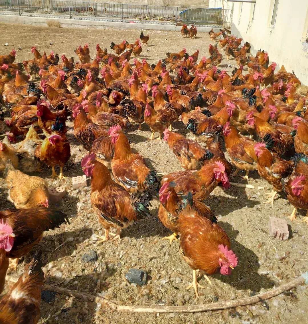 「中卫天天快讯」4月8日中卫招聘、房屋信息免发免看...