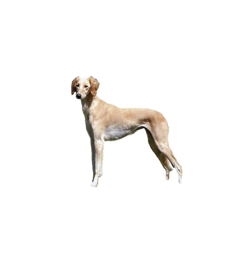 「FM889」定了！这48类烈性犬在滨州城市建成区禁养！5月1日起施行