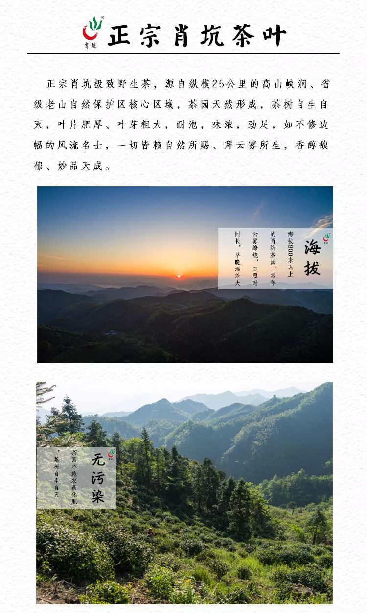 2020新茶上市|肖坑邀您一起直播采茶！