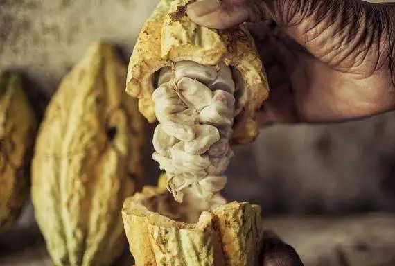 烘焙巧克力的基本知识,烘焙巧克力的基础知识