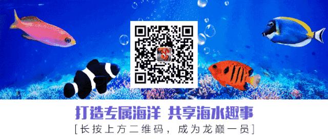 简易海缸开缸教程新手入门,海缸开缸适合养什么