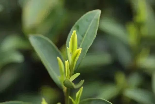 喝一口就忘不了的特级明前龙井,一年一次的明前龙井怎能错过