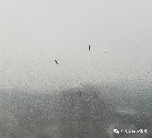 树上为什么那么多小黑虫,树上小黑虫