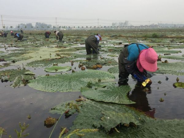 宿迁泗阳：“外号书记”的富民情怀