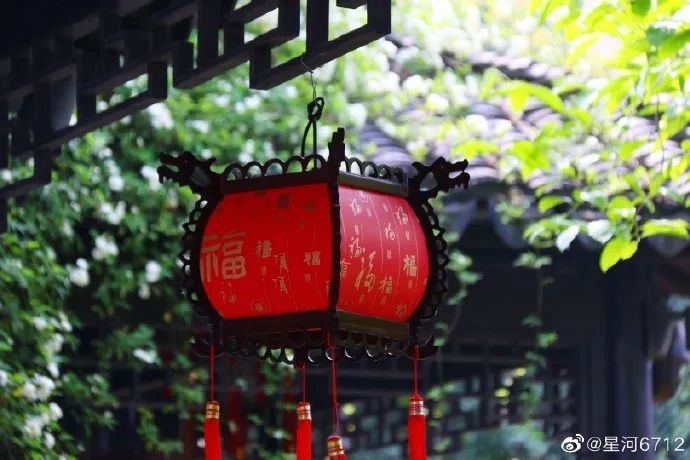 花漾秦淮|最是一年春好处，木香盛放醉秦淮