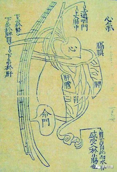 杨介存人体解剖学图,张鲁绘人体解剖图谱