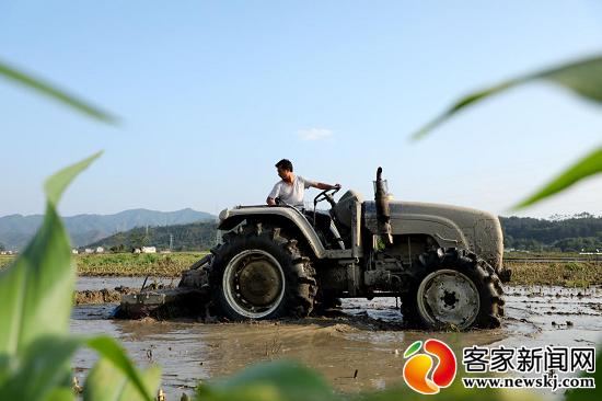 全南：沃野田畴染新绿