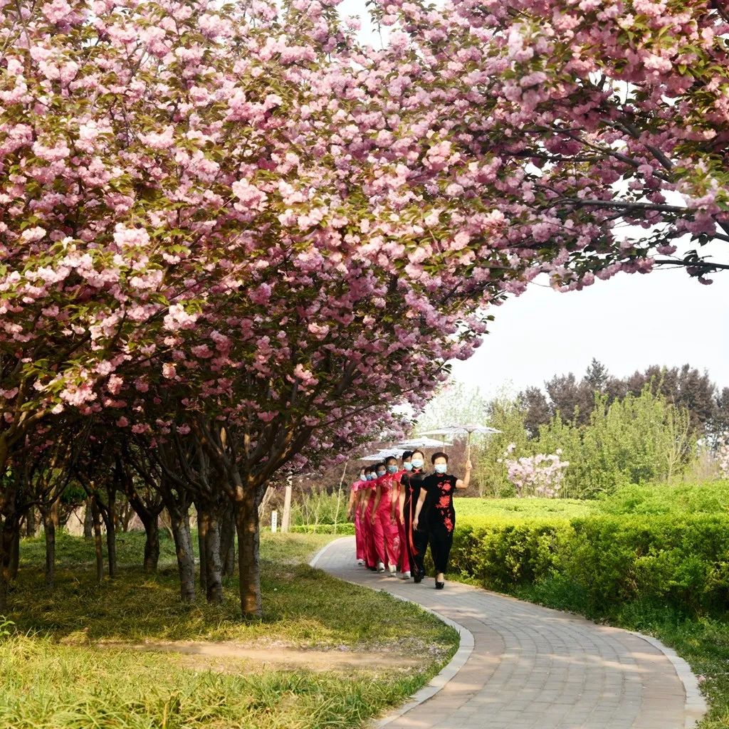 石家庄的春天真的太美啦,石家庄春天看花