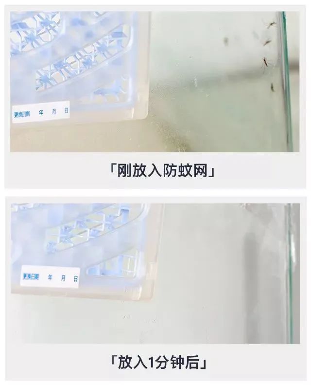 被疯抢的隐形蚊帐，随手一挂，蚊子全无