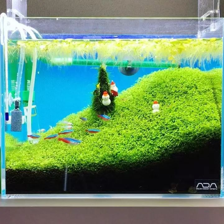 没有过滤的造景缸,没有造景的鱼缸好看吗