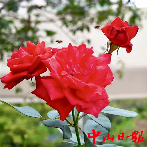 60秒“云”游校园（25）港口中心小学：等你归来，这里仍是一片绿树红花