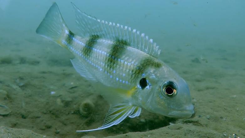 2020慈鲷筑巢大赛~非洲三湖沙雕艺术家的盛宴