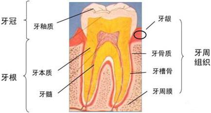 换牙出现双排牙不齐怎么办,孩子换牙齿长双排牙怎么办