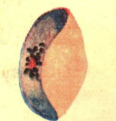 疟疾与新冠区别,消除疟疾控新冠